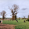 snoupi > Le Val-Saint-Père 2002 - Cows and Mistletoe