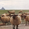 snoupi > Le Val-Saint-Père 2002 - Sheep in Abundance