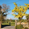 snoupi > Le-Val-Saint-Père - 2009 - La Maraîcherie, our Chambres-d'Hôtes -  Golden Chain Tree - I had a hard time trying to convey photographically the radiant gold of this tree.  This picture only hints at it.